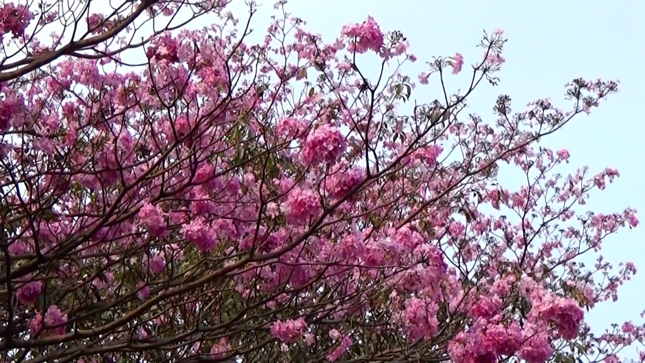 Spring in Bengal